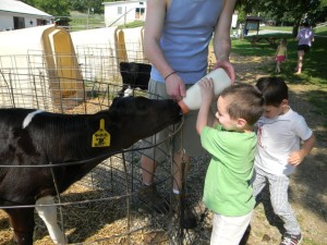 feeding the calves
