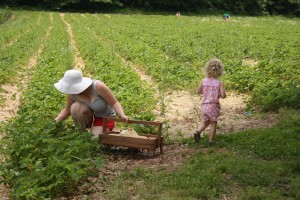 strawberry picking