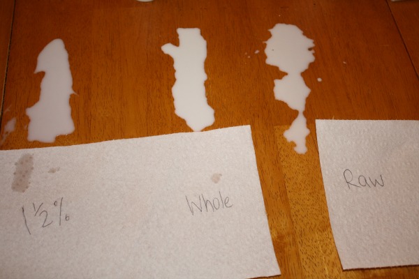 our milk experiment 6