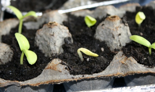 cucumber seedlings