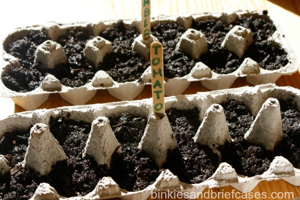 growing seeds in egg cartons