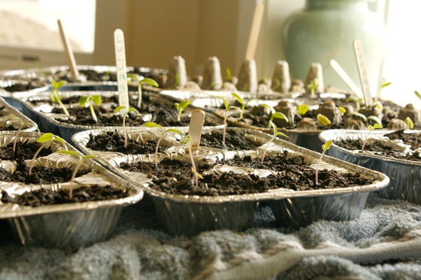 seedlings in muffin tins