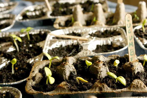 seedlings