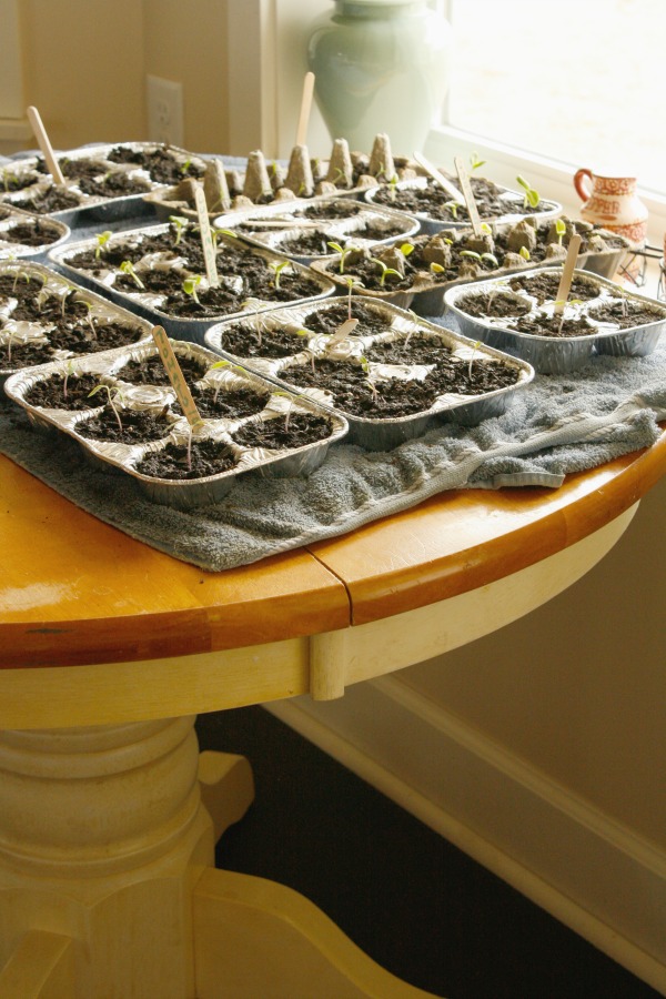 seeds sprouting in breakfast nook