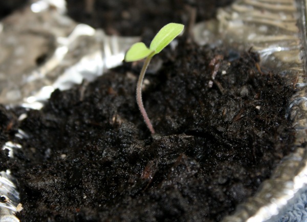 tomato seedling
